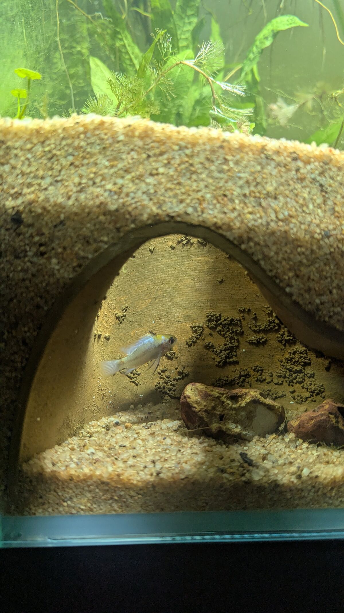 Aquarium Coral Structures